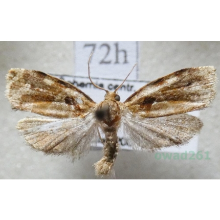 Archips xylosteana (Linnaeus, 1758) Zwójka dębóweczka Czech72h